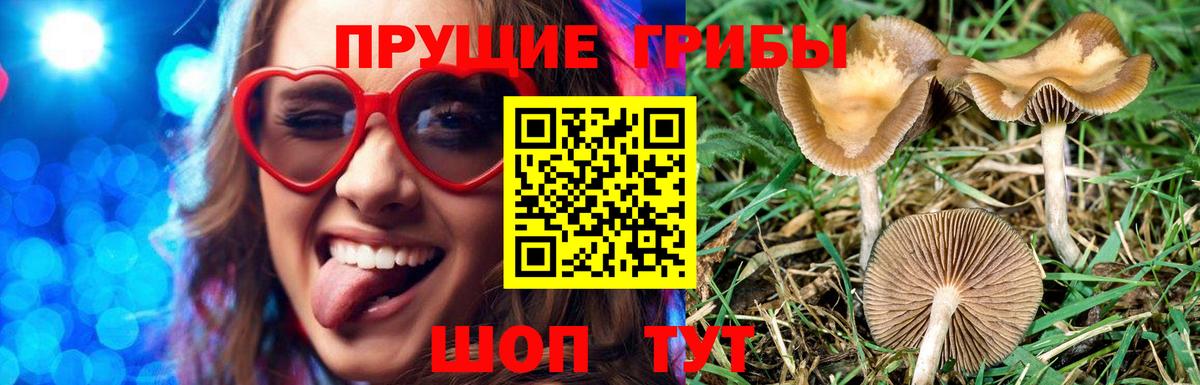 Псилоцибиновые грибы Psilocybe  Псилоцибиновые грибы мухоморы  Знаменск 
